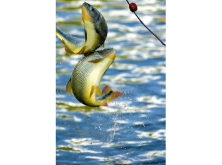 Рыбалка фото приколы