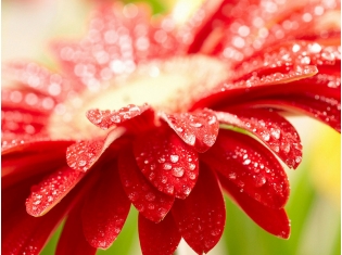 Цветок с красными цветами фото