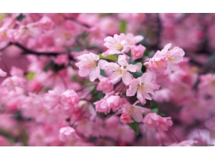 Картинки цветок сакура