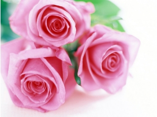 Картинки цветы красивые розовые