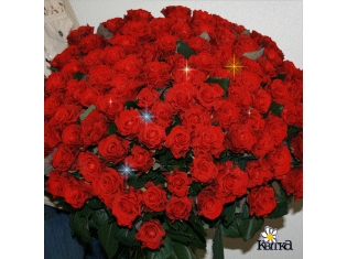 Фото цветов букетов роз
