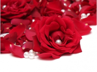 Красивые цветы фото розы букеты