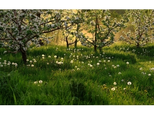Картинки на рабочий стол природа весна