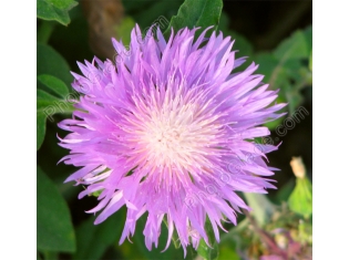 Сиреневый цветок фото