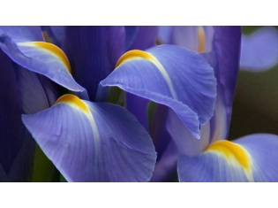 Сиреневый цветок фото