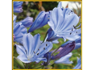 Цветок синего цвета фото