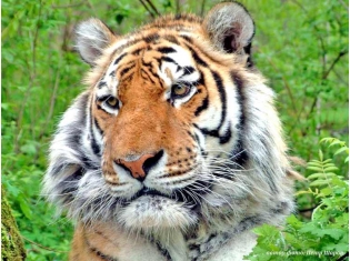 Фотографии амурского тигра