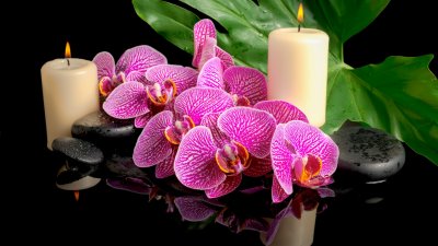 Орхидея картинки