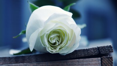 Белые розы картинки