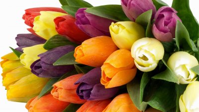 Цветы тюльпаны картинки