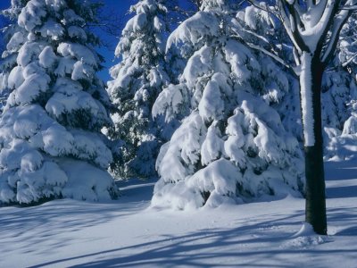 Картинки и фото зимнего леса