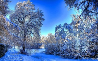 Картинки и фото зимнего леса