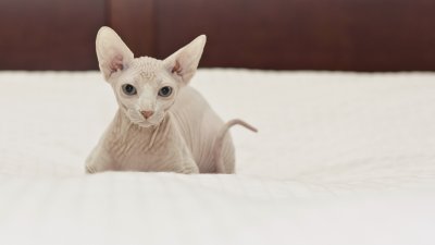 Кошка бамбино фото