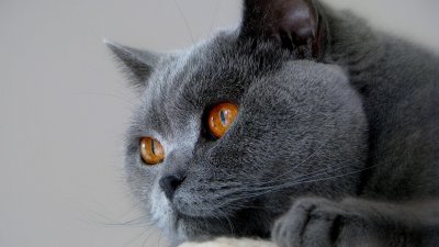 Британская короткошерстная порода кошек