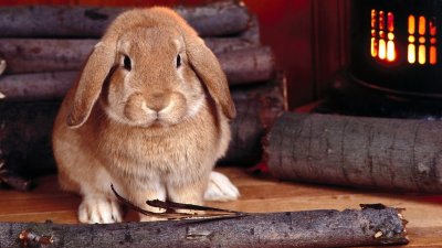Картинки с зайцами и кроликами на рабочий стол