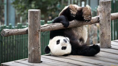 Обои панда для рабочего стола