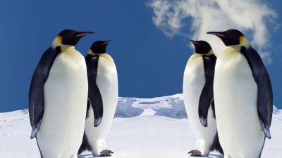 Пингвины обои для рабочего стола,