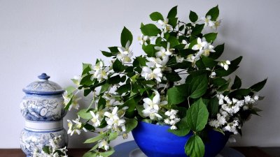 Изображения цветка жасмина на рабочий стол