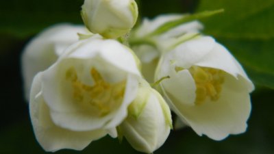 Изображения цветка жасмина на рабочий стол