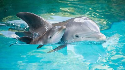 Дельфины обои для рабочего стола 