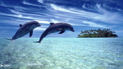 Дельфины обои для рабочего стола 