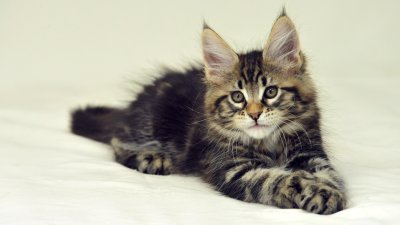 Фотографии кошки породы Мейн-Кун