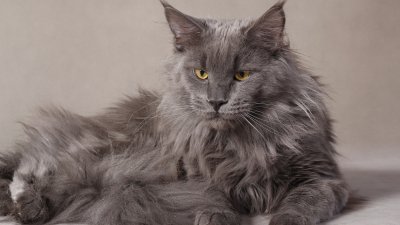 Фотографии кошки породы Мейн-Кун