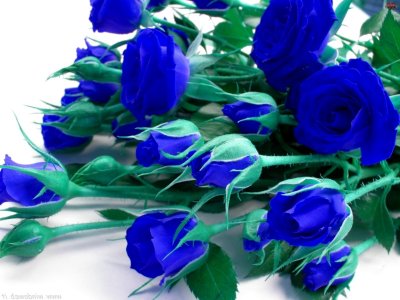 Букет синих роз для рабочего стола