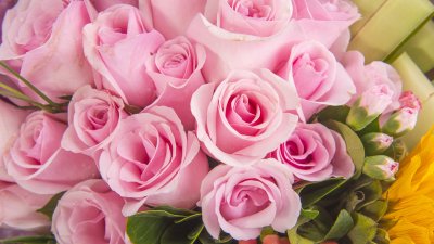 Розовые розы для рабочего стола 