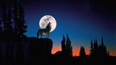 Картинки волков воющих на луну