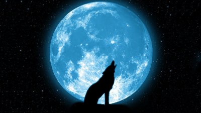 Картинки волков воющих на луну