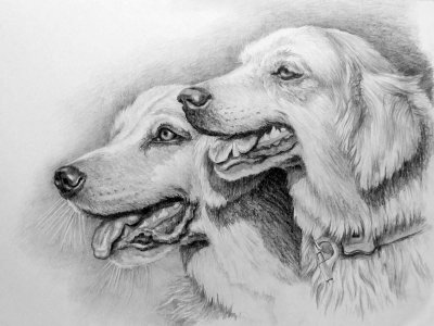 Рисунки карандашом для срисовки животных