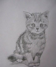Как нарисовать котенка или кошку карандашом поэтапно