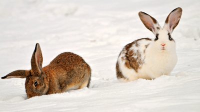 Обои для рабочего стола заяц на снегу 
