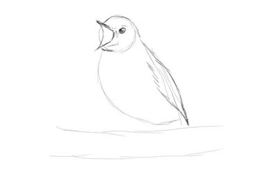 Как нарисовать птицу карандашом поэтапно