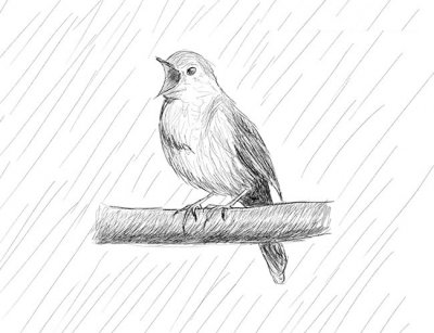 Как нарисовать птицу карандашом поэтапно