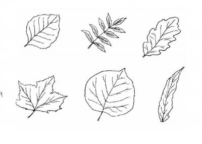 Как рисовать листья карандашом поэтапно