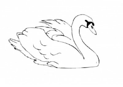 Как рисовать лебедя карандашом поэтапно для начинающих