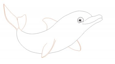 Как нарисовать дельфина карандашом поэтапно