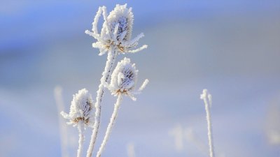 Зимние белые цветы картинки