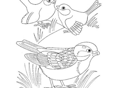 Картинки-раскраски птиц