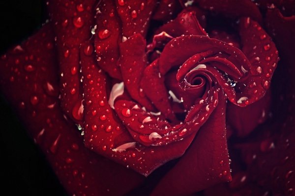 Бордовые розы - картинки, фото