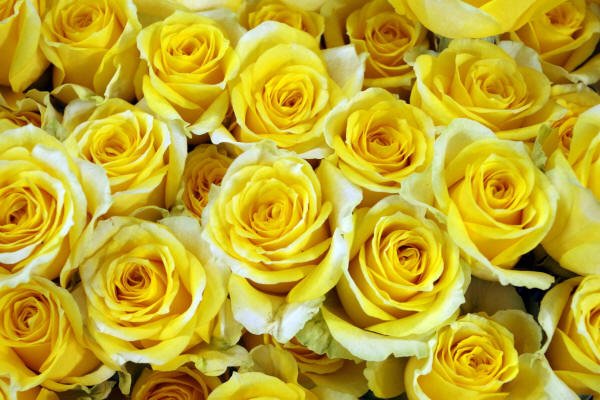 Желтые розы - картинки, фото