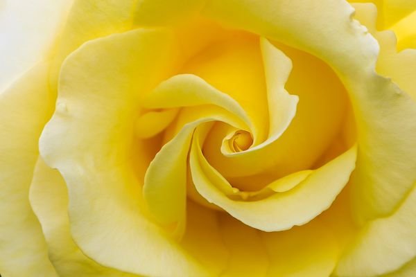 Желтые розы - картинки, фото