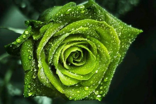 Зеленые розы - картинки, фото