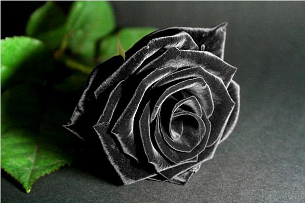 Черные розы картинки на рабочий стол