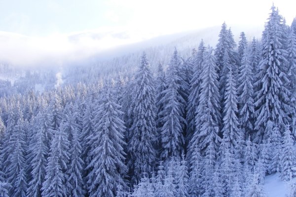 Деревья в снегу - картинки, фото