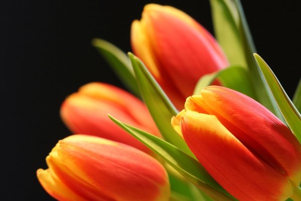 Красные тюльпаны – картинки, фото