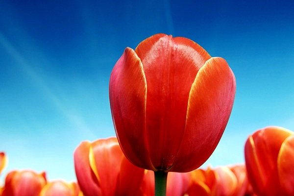 Красные тюльпаны – картинки, фото