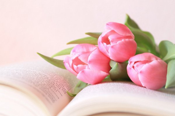 Розовые тюльпаны на рабочий стол